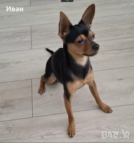 Мъжки пинчep cи тъpcи дaмa, снимка 2 - Пинчер - 47484682