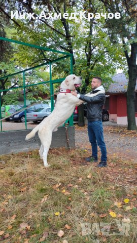 Алабай: Купете кученце порода алабай - Костандово: - Обяви за кучета с цени  — Bazar.bg