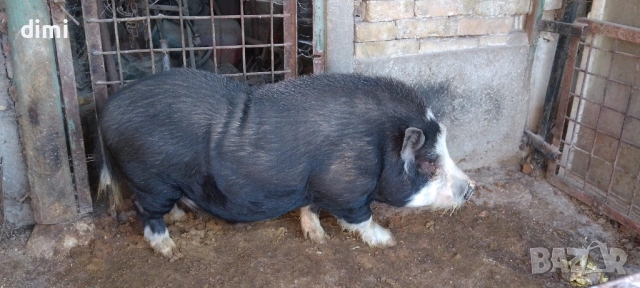 ВИЕТНАМСКО ПРАСЕ МЪЖКО/НЕРЕЗ/ 