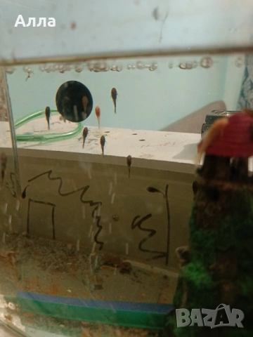 Здрави, млади анцитруси 