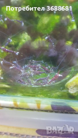 Скариди Кардинал , пинто зебра ,фенси тигър , галакси и кристали , снимка 2 - Други - 40194504