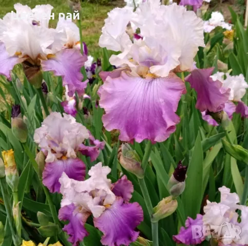 Ризоми на ириси, снимка 3 - Градински цветя и растения - 48481657