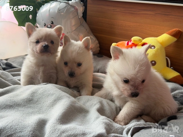 Померанчета , снимка 3 - Померан - 54235696