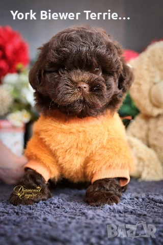 Пудел, малтипу момче и момиче- най-добри приятели за деца и възрастни