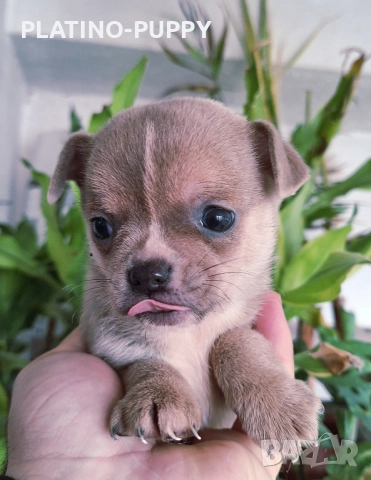 Синьо Чихуахуа мини