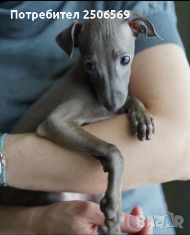 Продавам кученца италианска хрътка, снимка 15 - Хрътка - 53012848