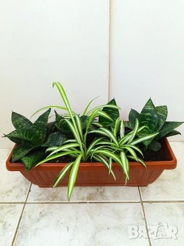 Пасифлора, китайски рози, Индрише , снимка 15 - Стайни растения - 53144264