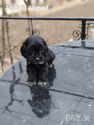 Кокер шпаньол , снимка 5 - Кокер шпаньол - 54116153