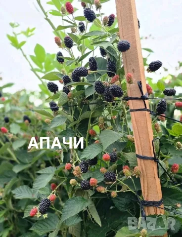 Разсад къпини 2026, снимка 2 - Разсади - 56524410