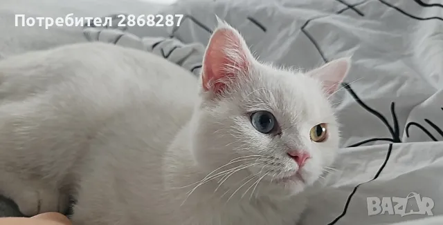 британец за разплод, снимка 11 - Британска късокосместа - 50420839