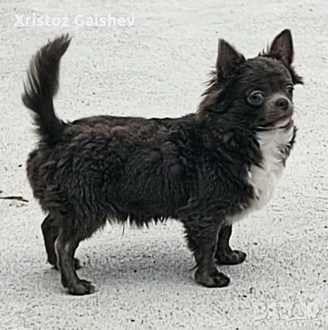 Продавам мъжко чихуахуа , снимка 1