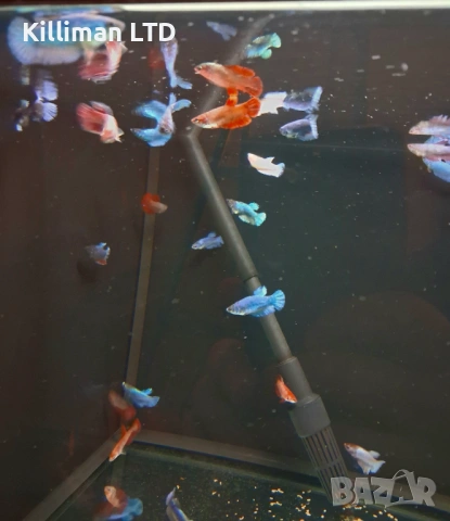 Женски бети