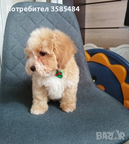 Shih poo /Mini poodle , снимка 3 - Пудели - 54254343