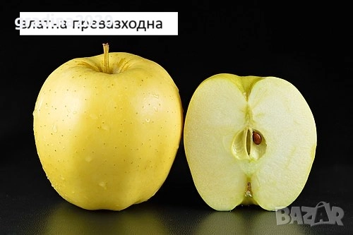  Ябълкa –  Фиданки подбрани сортове за богата и вкусна реколта, снимка 3 - Разсади - 52899934