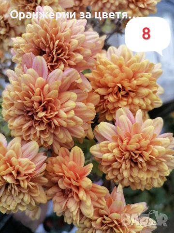 Кълбовидна хризантема разсад, снимка 5 - Градински цветя и растения - 40313222
