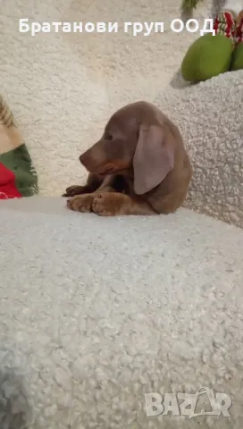 Мини Дакел , снимка 5 - Дакели - 48220381