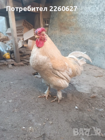 Млади петли 