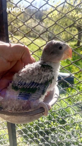 Бебета Голям Александър Ръчно хранени !ТОП ЦЕНА!, снимка 8 - Папагали - 50596569