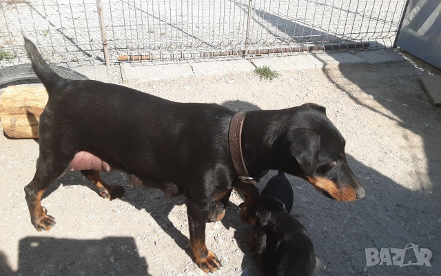 Продавам 6 бр. малки кучета ягтериери.родени на 28.01.26г., снимка 2 - Ягдтериер - 53265603