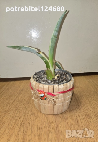 Коледна кашпа