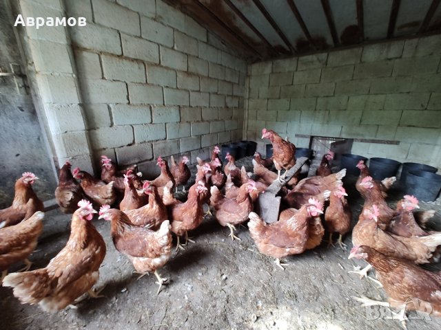 домашни кокоши яйца, снимка 4 - други­ - 42474882