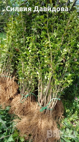 Лигуструм за жив плет 