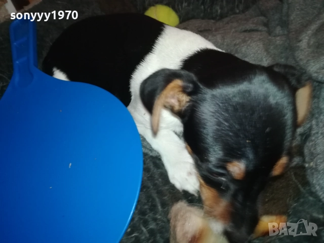 ДЖАК РЪСЕЛ ТЕРИЕР-ЖЕНСКО 0811251601, снимка 13 - Джак ръсел териер - 52343205