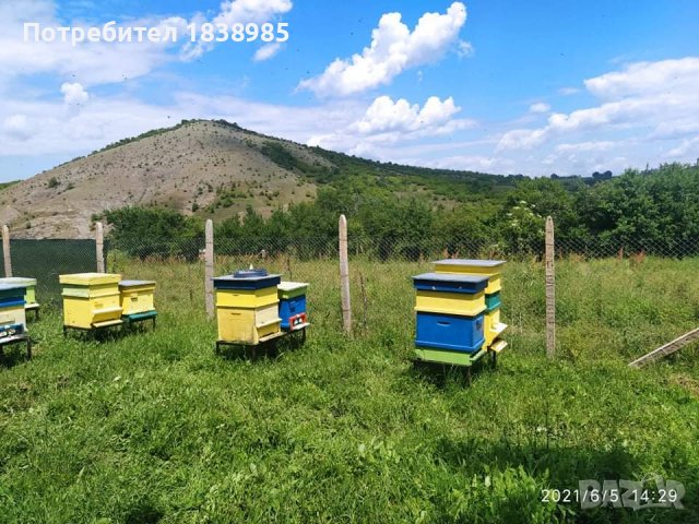 Пчелен прашец 2024г, снимка 1 - Хранителни добавки - 36754069
