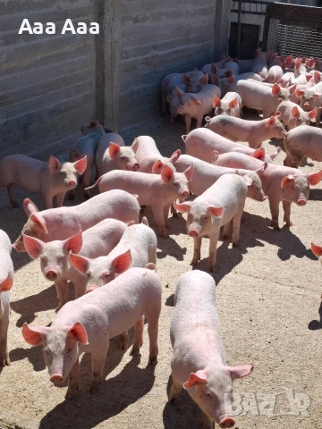 малки прасета 