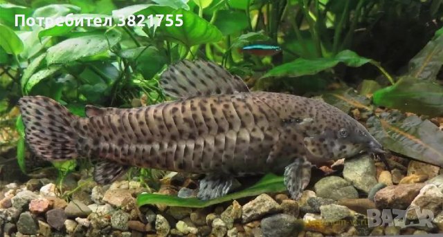 Сомчета калихт, хоплощернум торакатум, снимка 2 - Рибки - 42153893