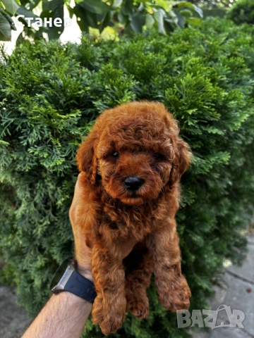 Мини Пудели Момчета и Момичета / Mini Poodle Boys and Girls