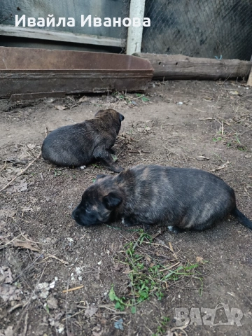Малки белгийски овчарки , снимка 2 - Белгийска овчарка - 53011130