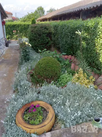 Лигуструм , снимка 3 - Градински цветя и растения - 47260253