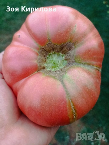 Разсад на домати от Елинпелинският край , снимка 7 - Разсади - 53932572