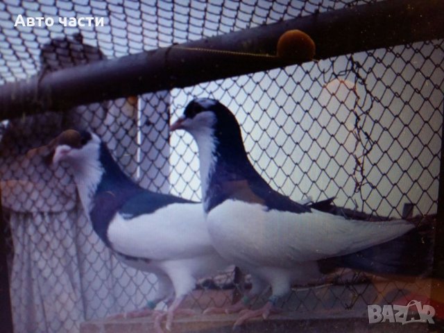 Пазарджишки гълаби, снимка 6 - Гълъби - 33845813