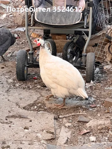 Продава се мъжка токачка 🐦 Здрава и добре гледана. Подходяща за разплод.