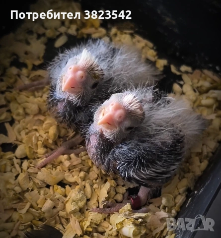 Папагали "Корела" - ръчно хранене , снимка 2 - Папагали - 54339079