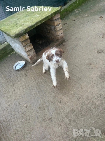 Продавам Кучета , снимка 9 - Други - 52864247