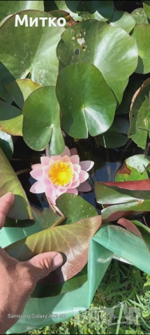 Водна лилия , снимка 6 - Градински цветя и растения - 50600629