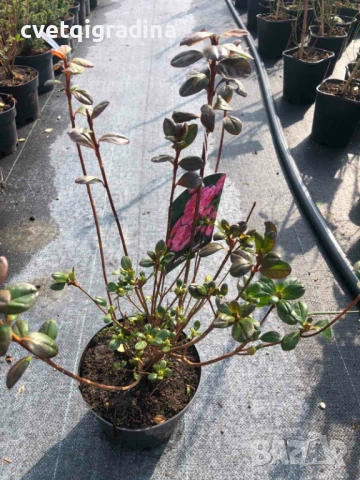 Azalea ‘Babuschka’ (Азалия Бабушка), снимка 2 - Градински цветя и растения - 53936396