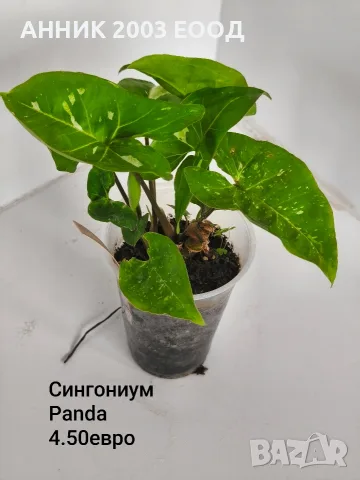 Стайни цветя-монстера,сингониум и др., снимка 2 - Стайни растения - 56204939