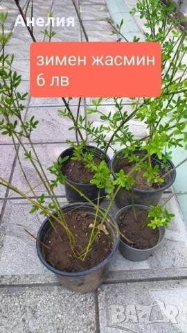 Зимен жасмин и Седум Матрона , снимка 5 - Градински цветя и растения - 52462755