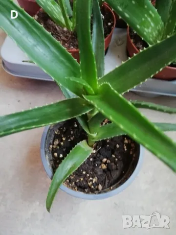 Алое Вера лечебно , снимка 4 - Стайни растения - 36575211