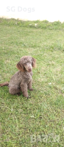 Пудел, снимка 9 - Пудели - 54322905