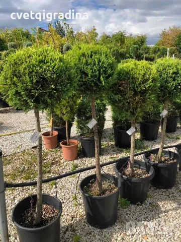 Cupressus macrocarpa ‘Goldcrest’(Кипарис златист топиар), снимка 2 - Градински цветя и растения - 56327944