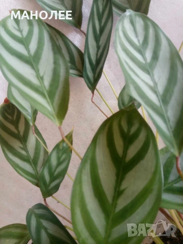 🪴🪴🪴🪴Калатея🪴🪴🪴🪴