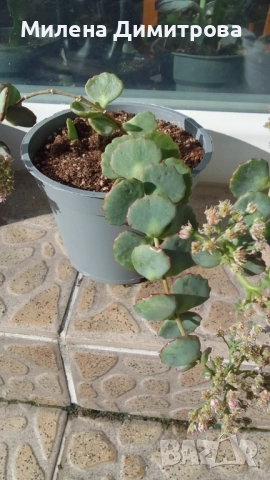 Седум Сиеболди - Японска коприна , снимка 3 - Стайни растения - 51656938