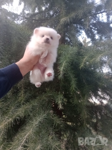 Бели мъжки и женски Померани. Реални снимки от 02.01.26 г. , снимка 11 - Померан - 52908974