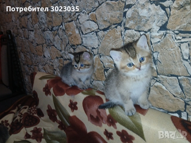 британска чинчила с родословие 600лв , снимка 11 - Британска късокосместа - 53013627