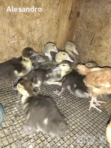 Неми турски мускусни патета